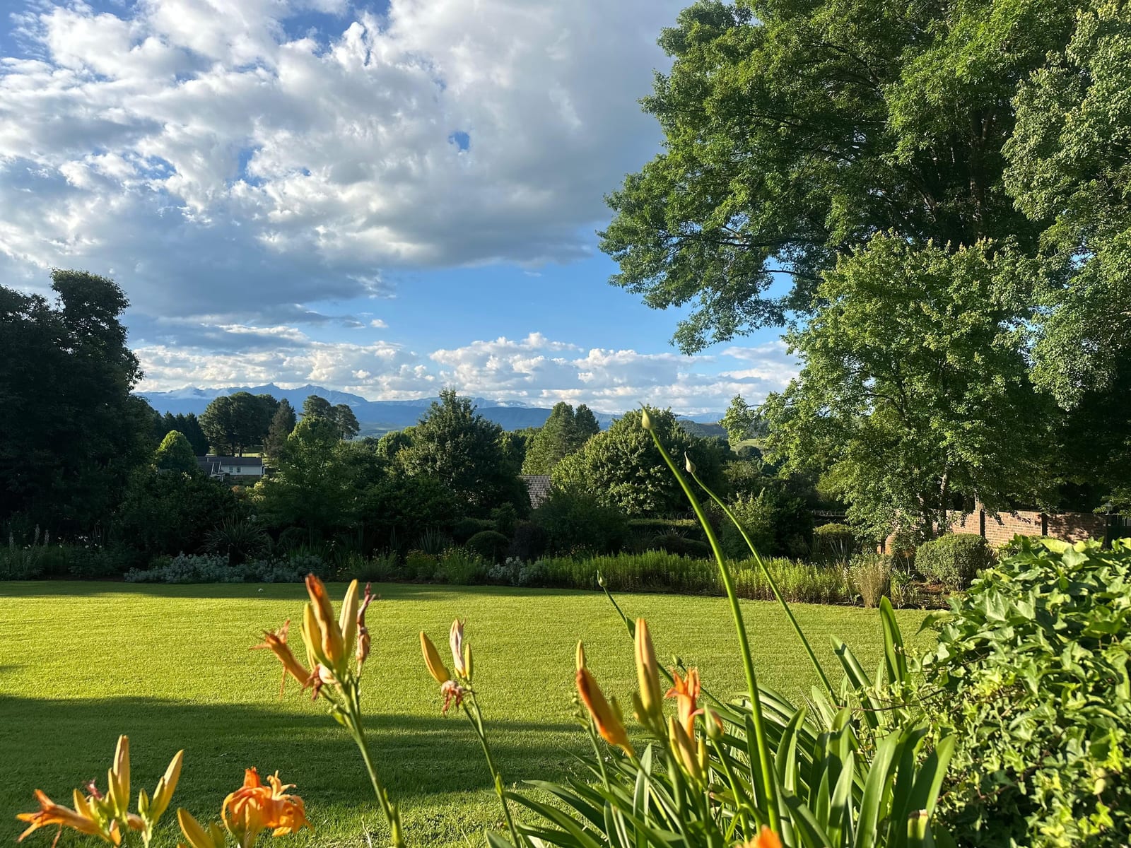 Day lilies in the foreground and snow on the Drakensberg escarpment beyond the lawn